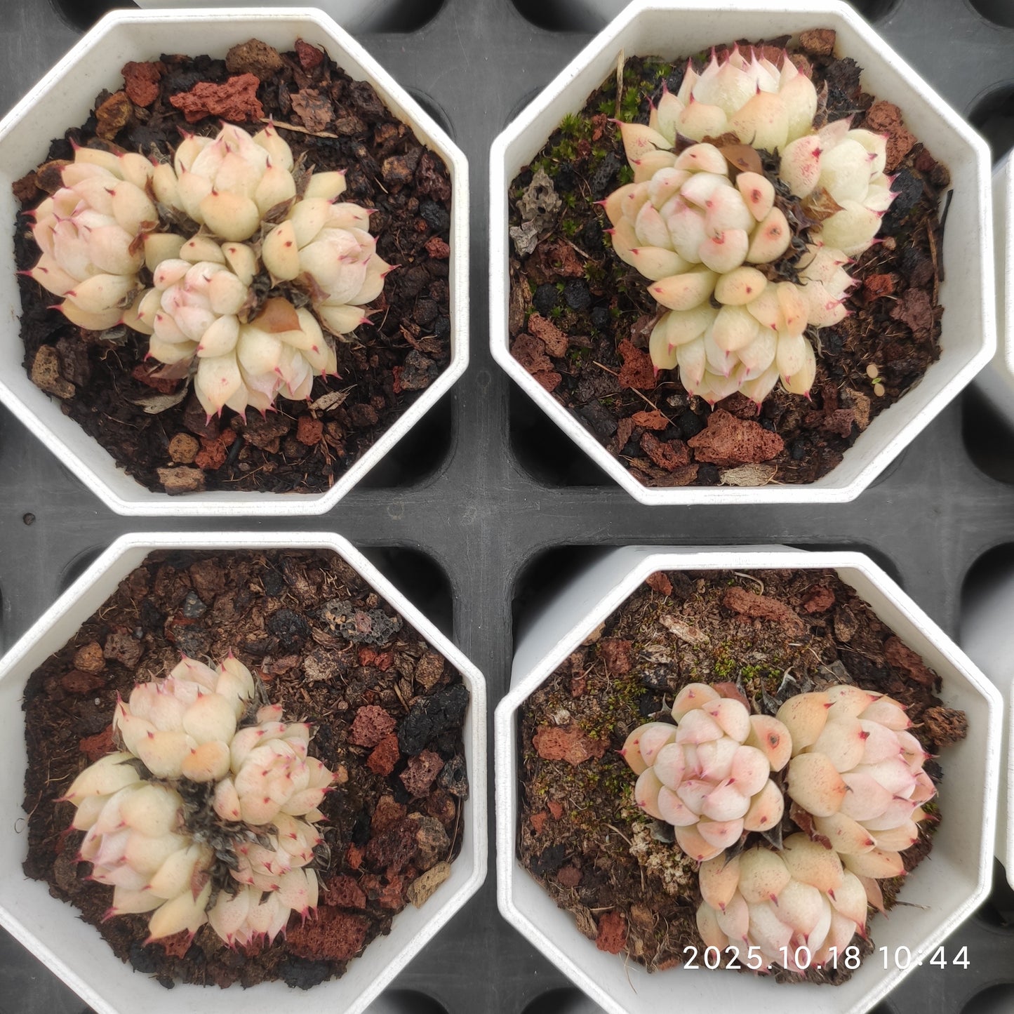 21555 レインフルーツ（7cm pot）