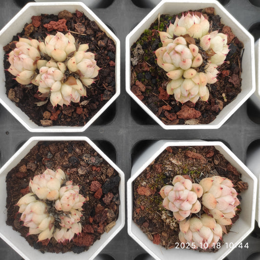 21555 レインフルーツ（7cm pot）