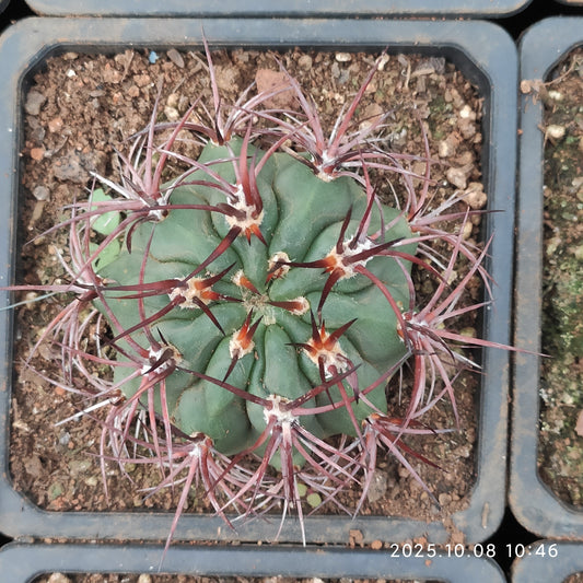 DMC050 デンモザ　ローダカンタ（9cm pot）