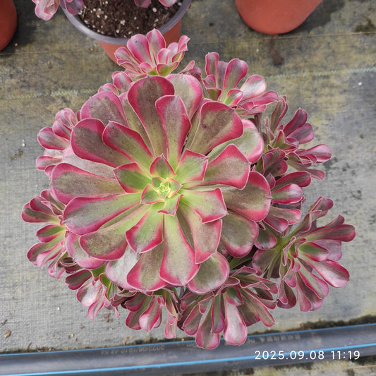 GDX012 メドゥーサー（18cm pot）