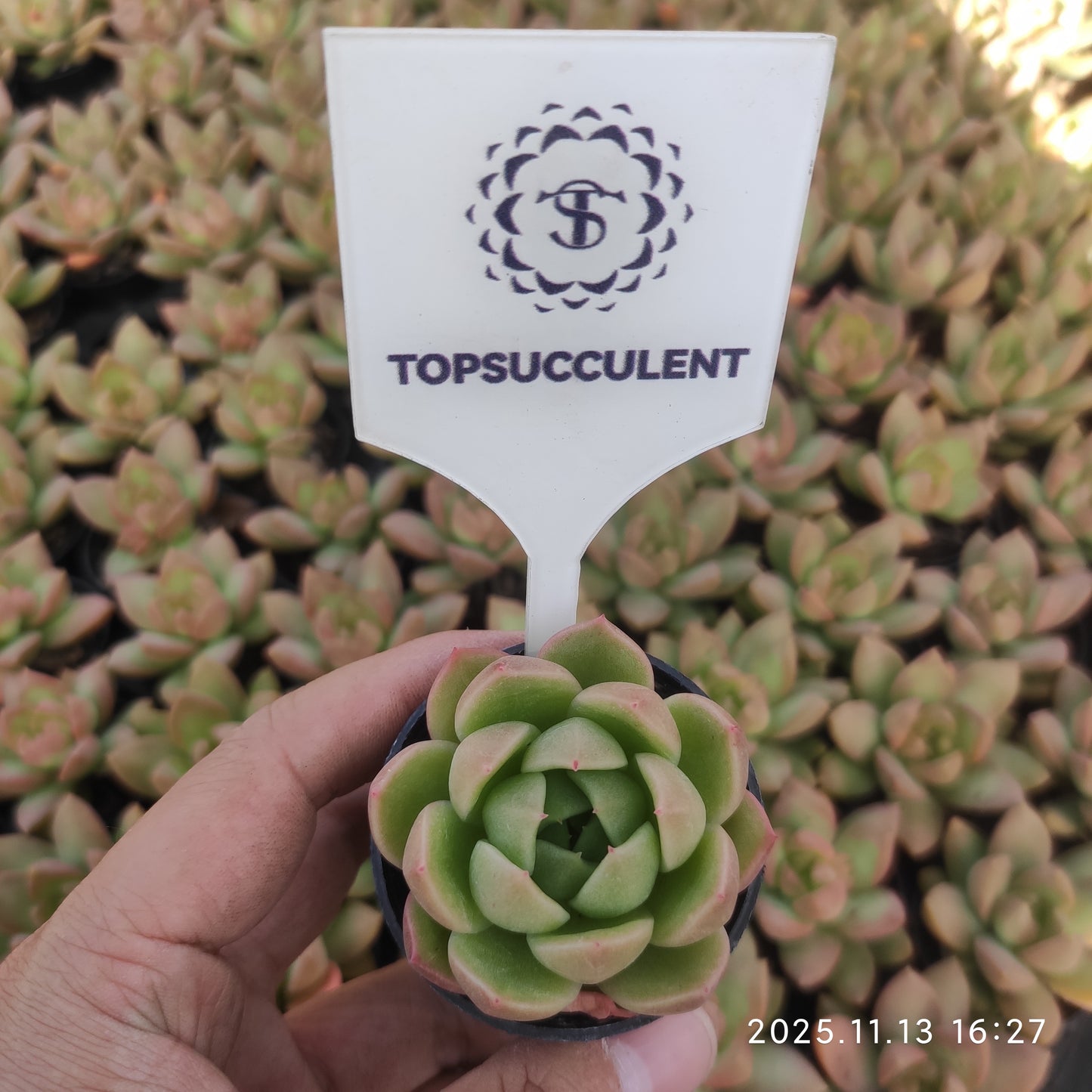 11478 アイスシティ（5.5cm pot）