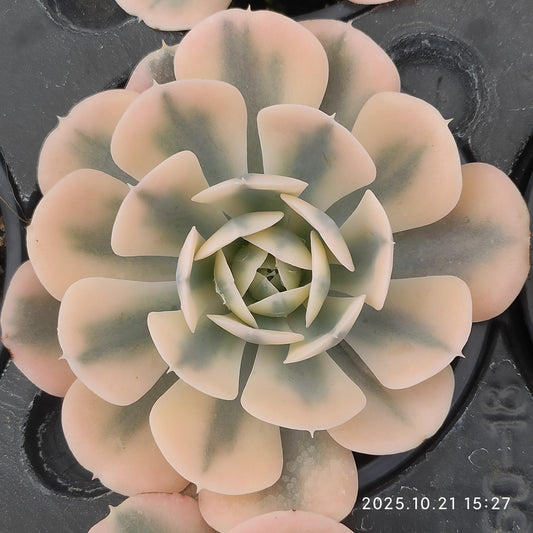 MMY654 マケベニア錦（9cm pot）