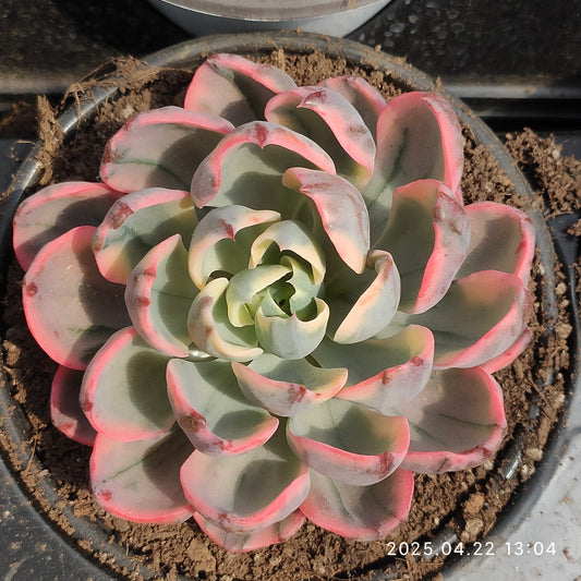 MMY1074 レーンドロプス錦（10cm pot）
