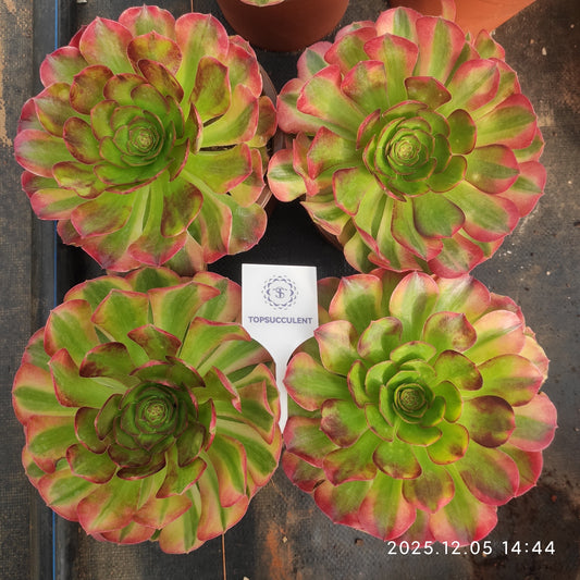 22041 レーン　ロータス（18cm pot）