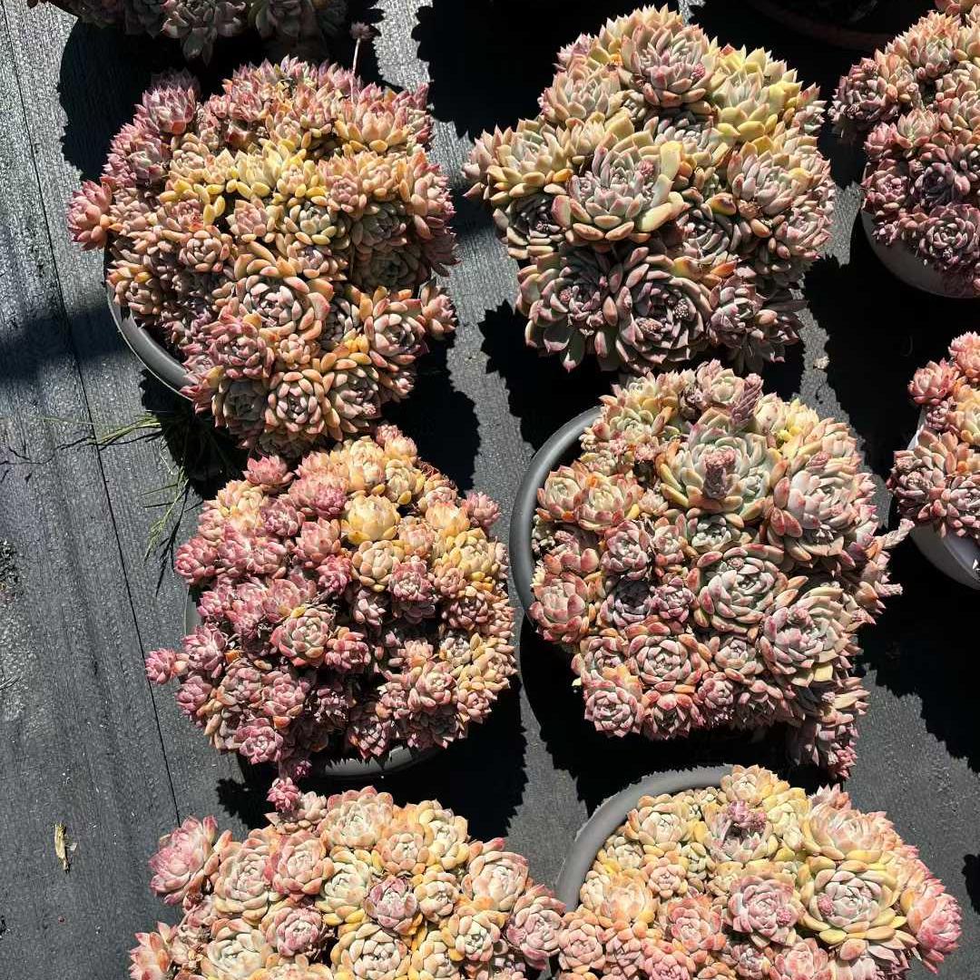 26191 ピンクアレックス