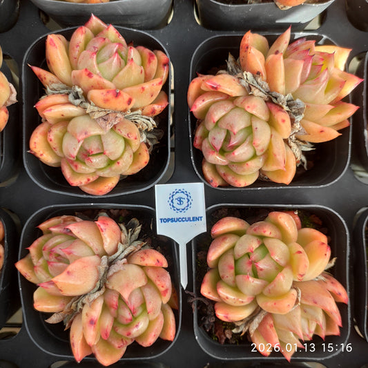 24685 ラッキーフェイス