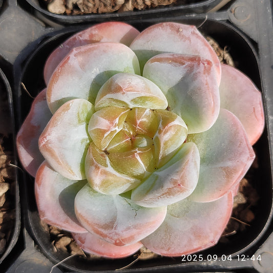 MMY737 アイススピリット Hyb（6.3cm pot）
