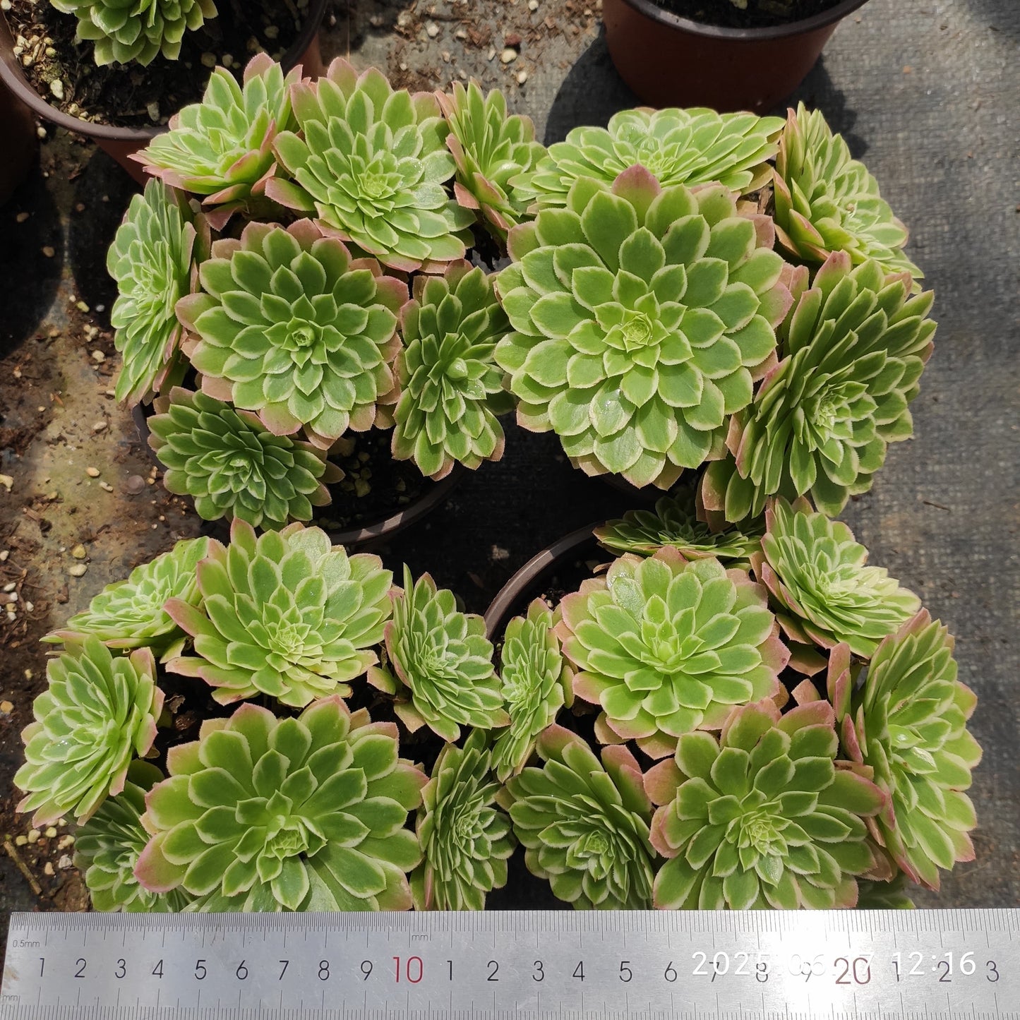 GDX009 アイス（12cm pot）