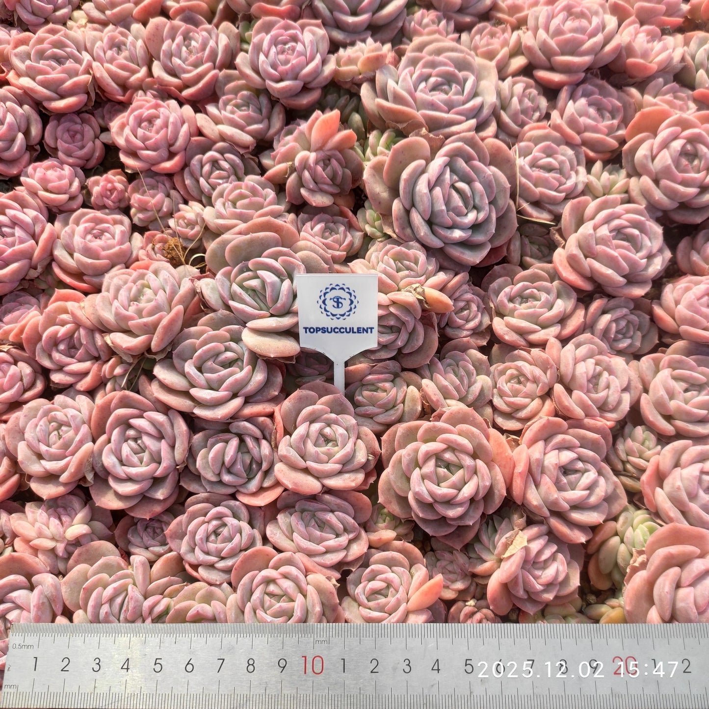 23037 エリー　クィーンHyb（ポット苗）