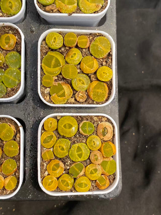 23008 グリーン　サンシャイン