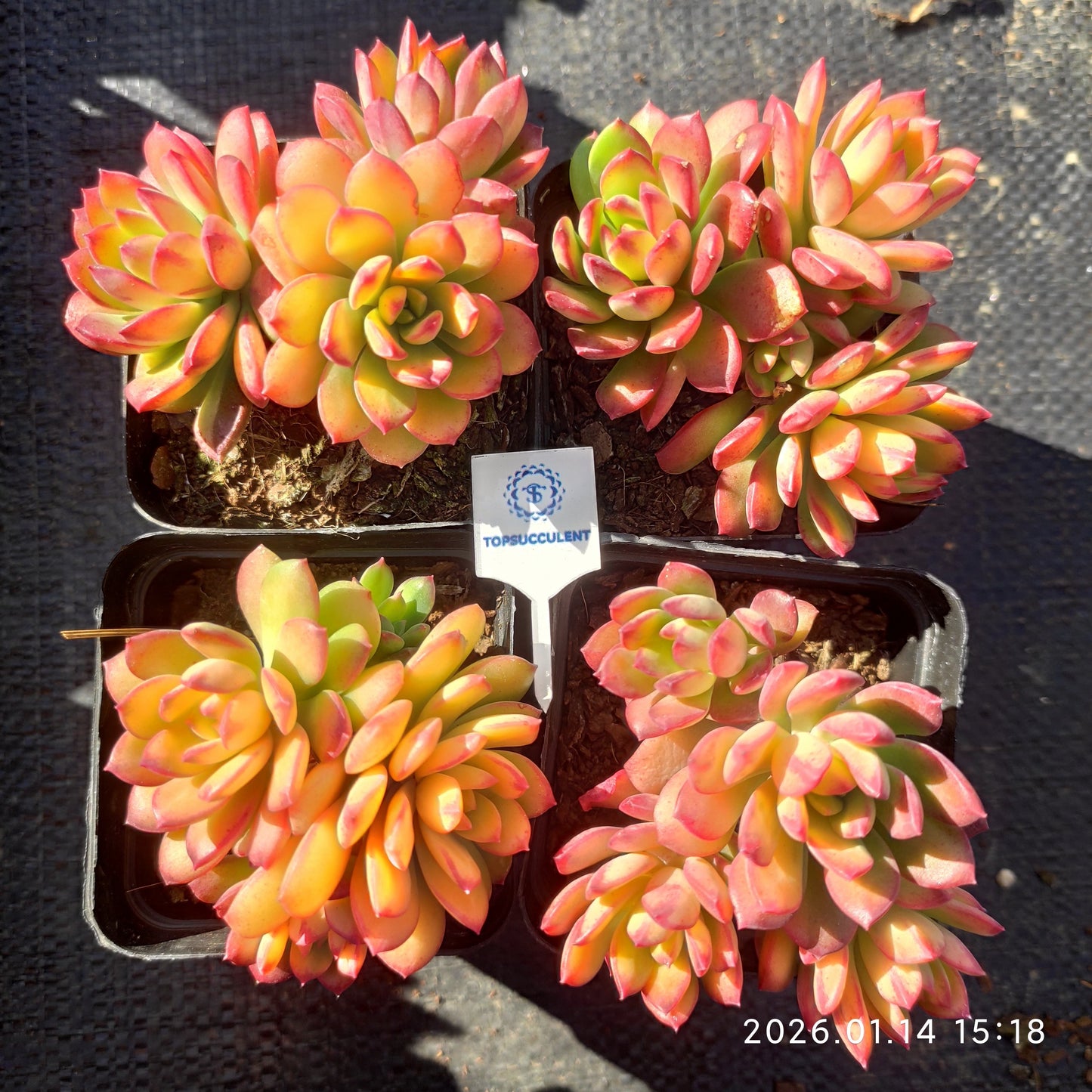 24742 ミニー　ベル錦