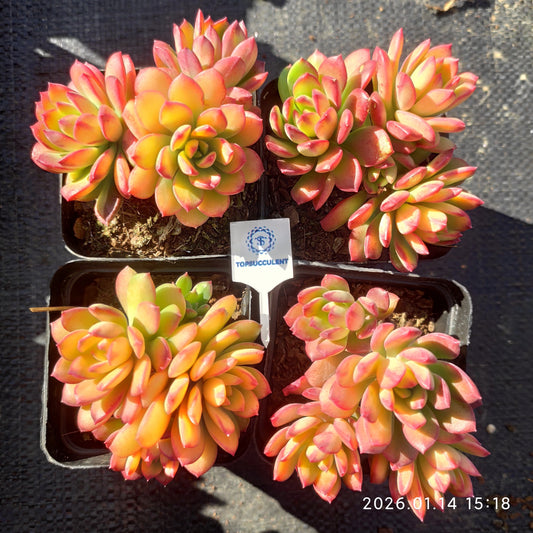 24742 ミニー　ベル錦