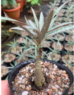 FGY031 アデニウム　ソマレンセ (9cm pot)葉がなし