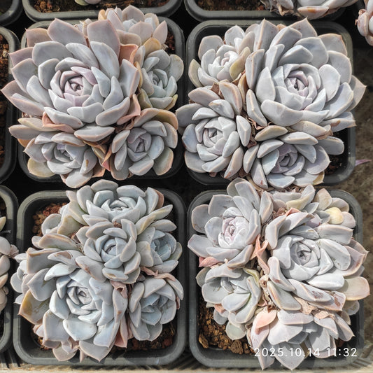 21536 タイニーバーガー（12cm pot）