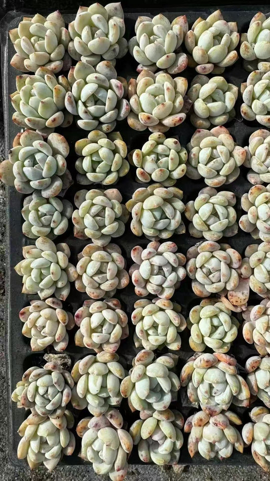 XS884 チョーク（3cm pot)