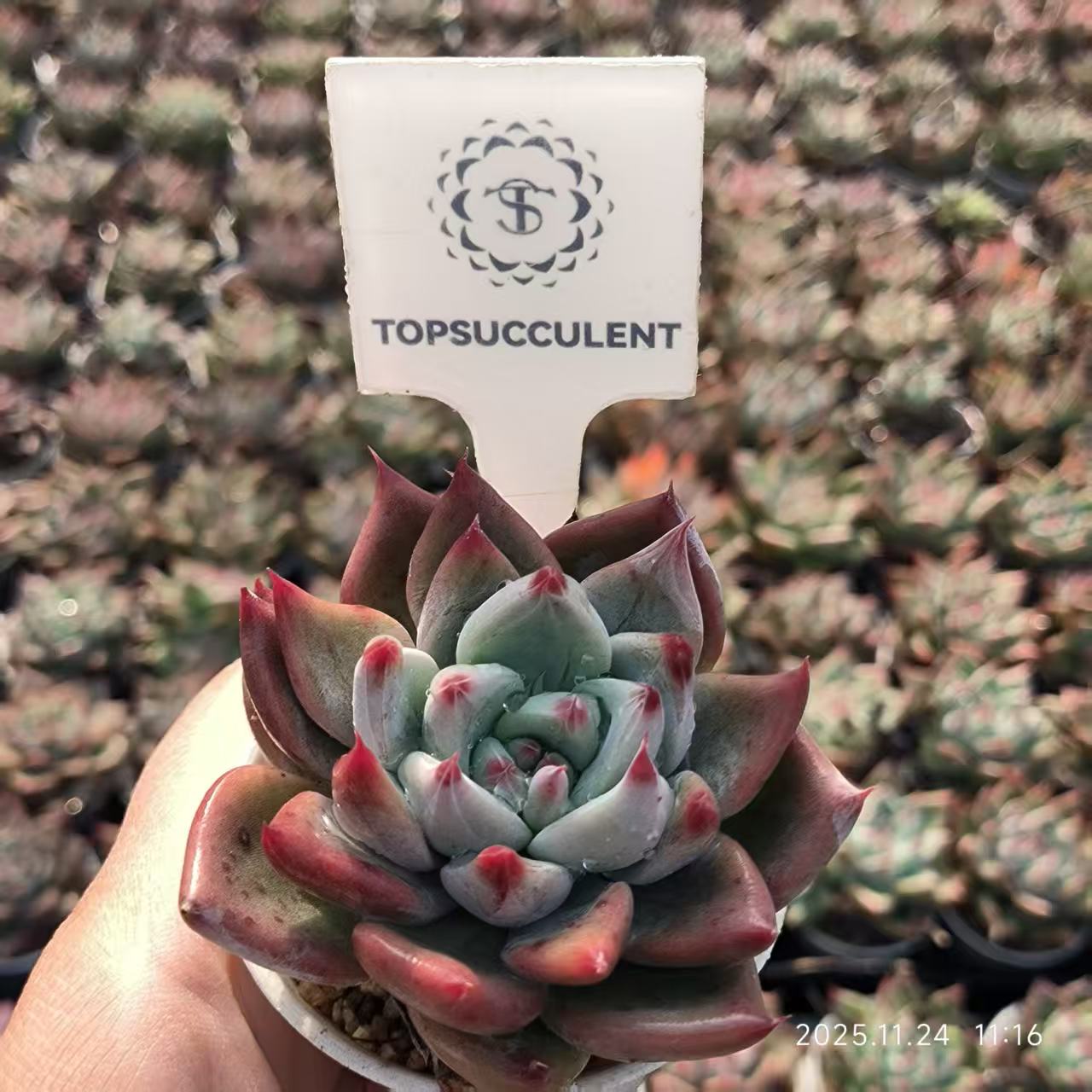 22481 オールドエッグ x フィンガーリング（6.5cm pot）