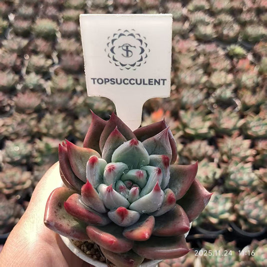 22481 オールドエッグ x フィンガーリング（6.5cm pot）