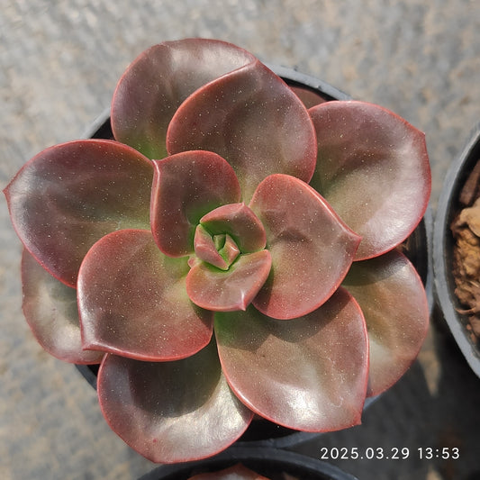 MMT506 チョコレート （5.5cm pot）