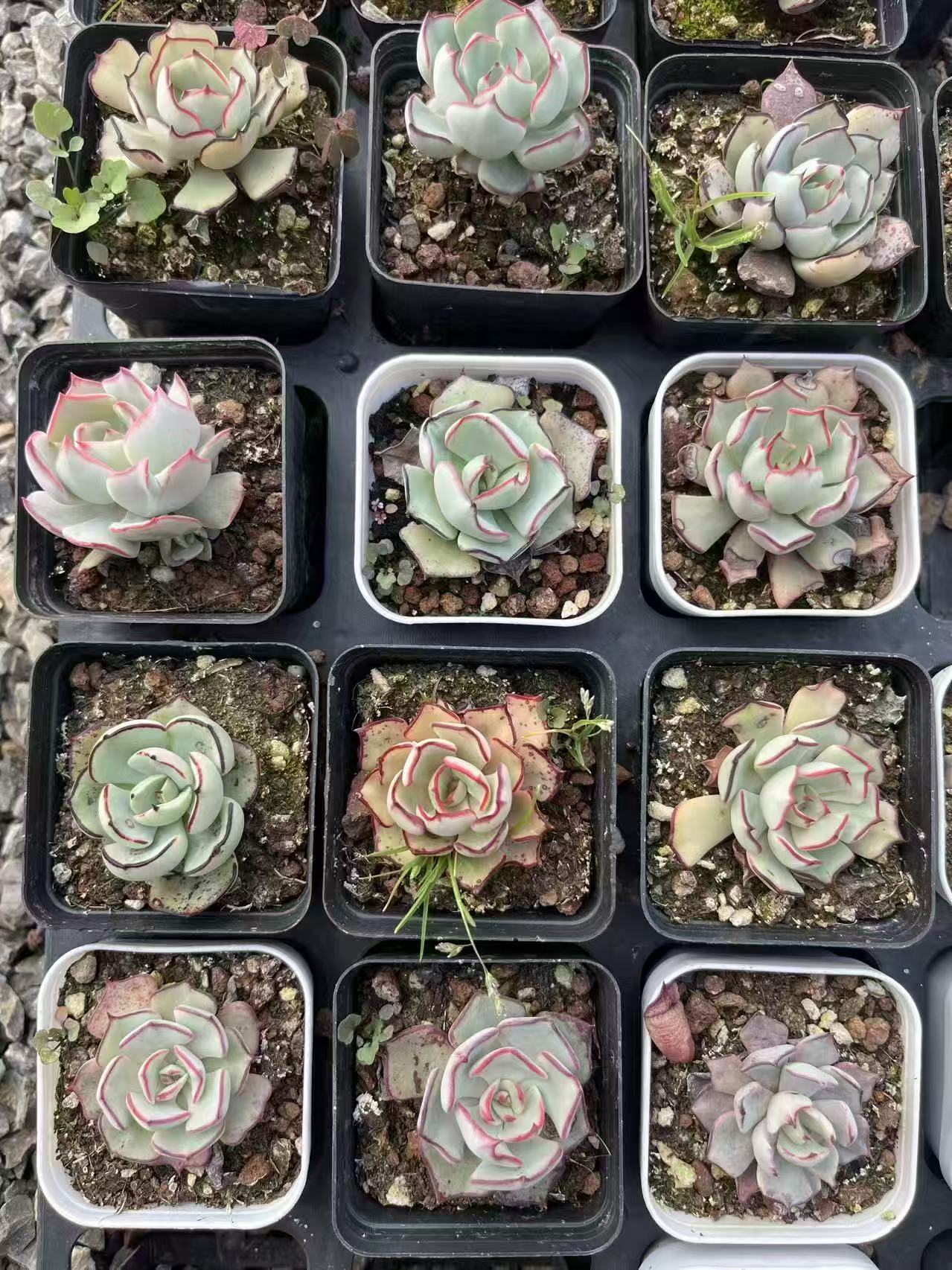 263811 ストリクトフローラ ノヴァ