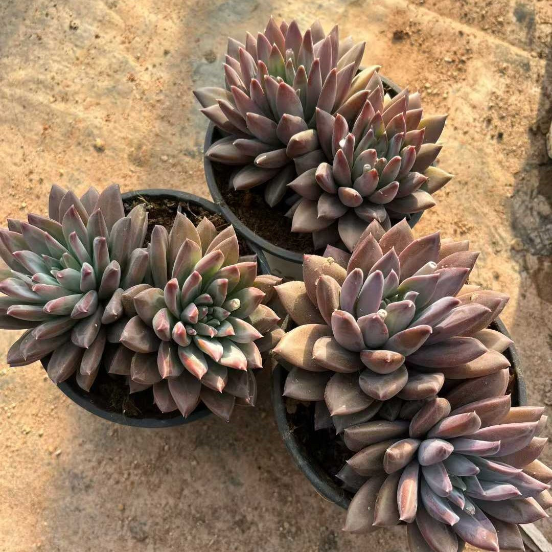 24077 ファントム　ビューティーHyb