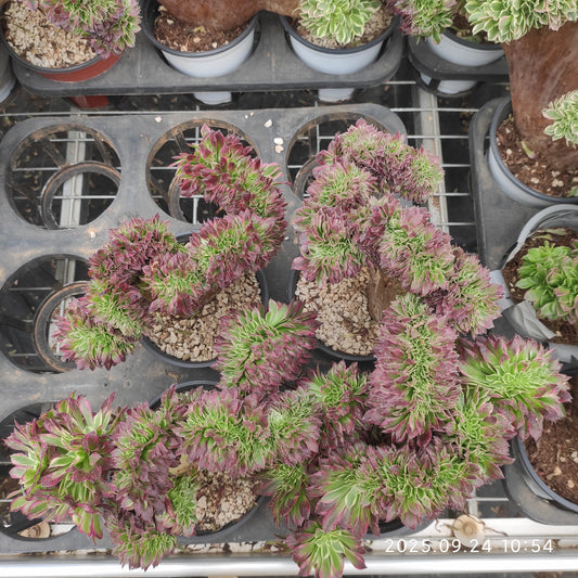 ON741 スカイ　ティーム 綴化（18cm pot）