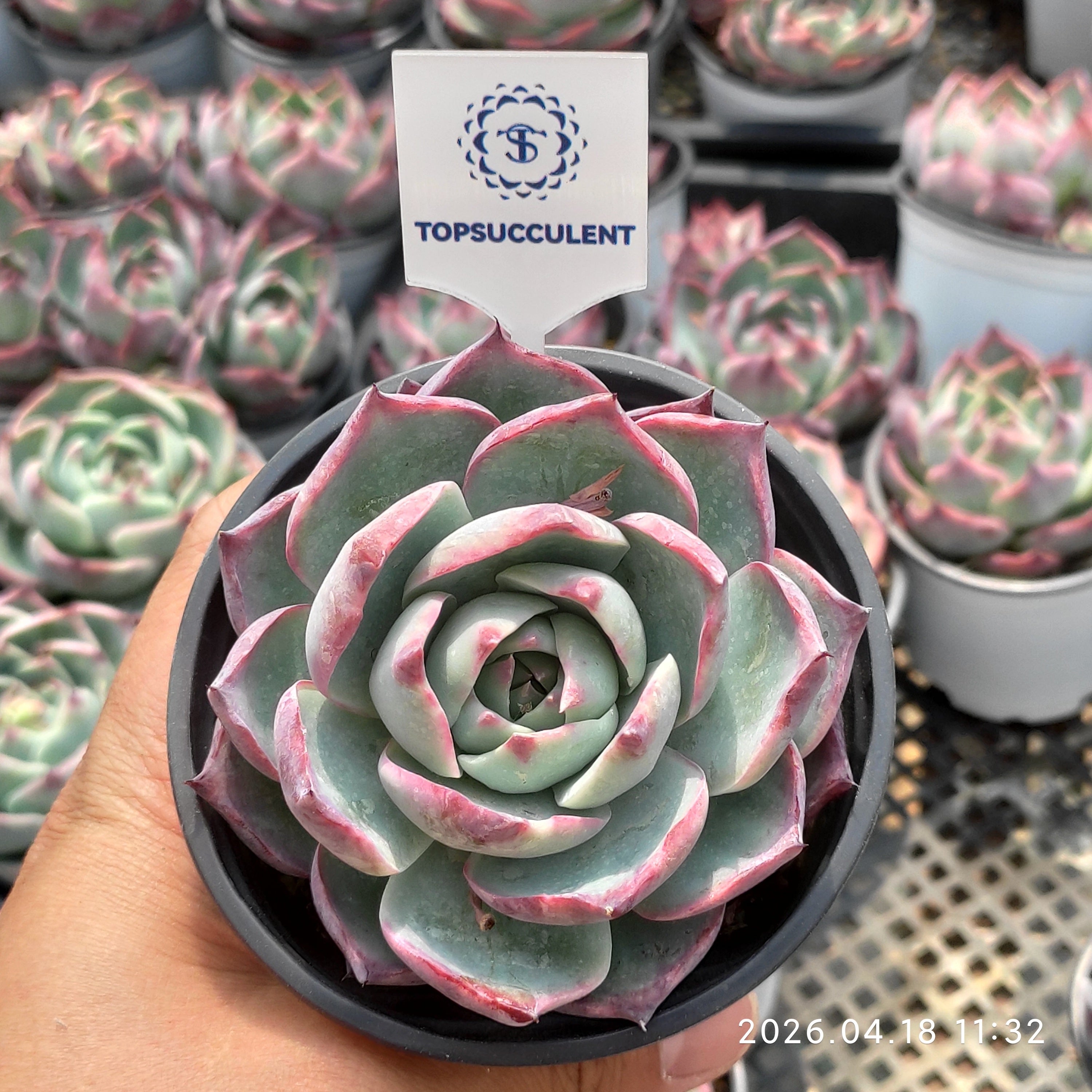 商品一覧 – Top Succulent®