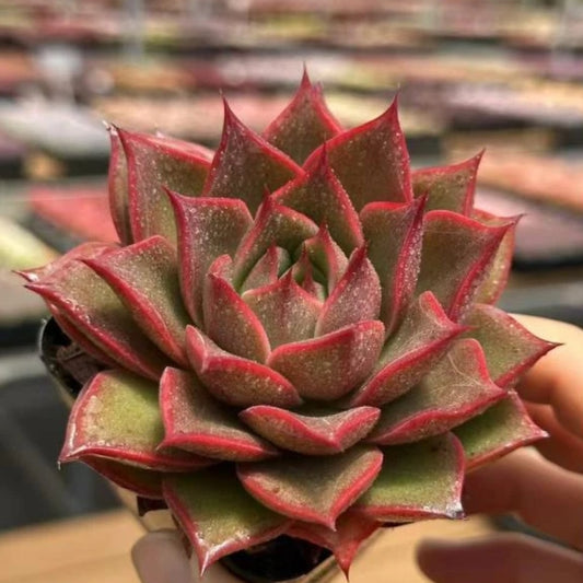 QNY183 マングローブ(7cm pot)