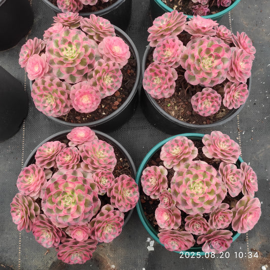 YF461 アエオニウム　ゴージャス（18cm pot）