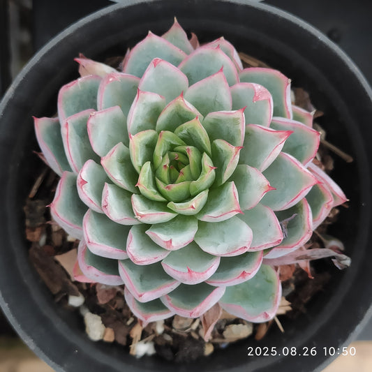 XY181 ピンクメモリー (7cm pot)