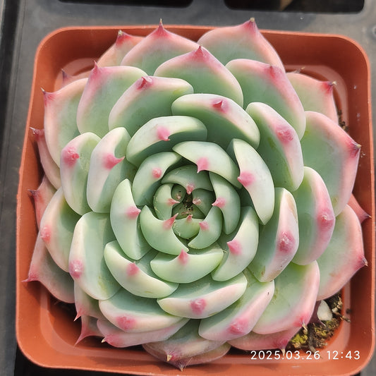 ZXX264 チワワエンシス (7.5cm pot)