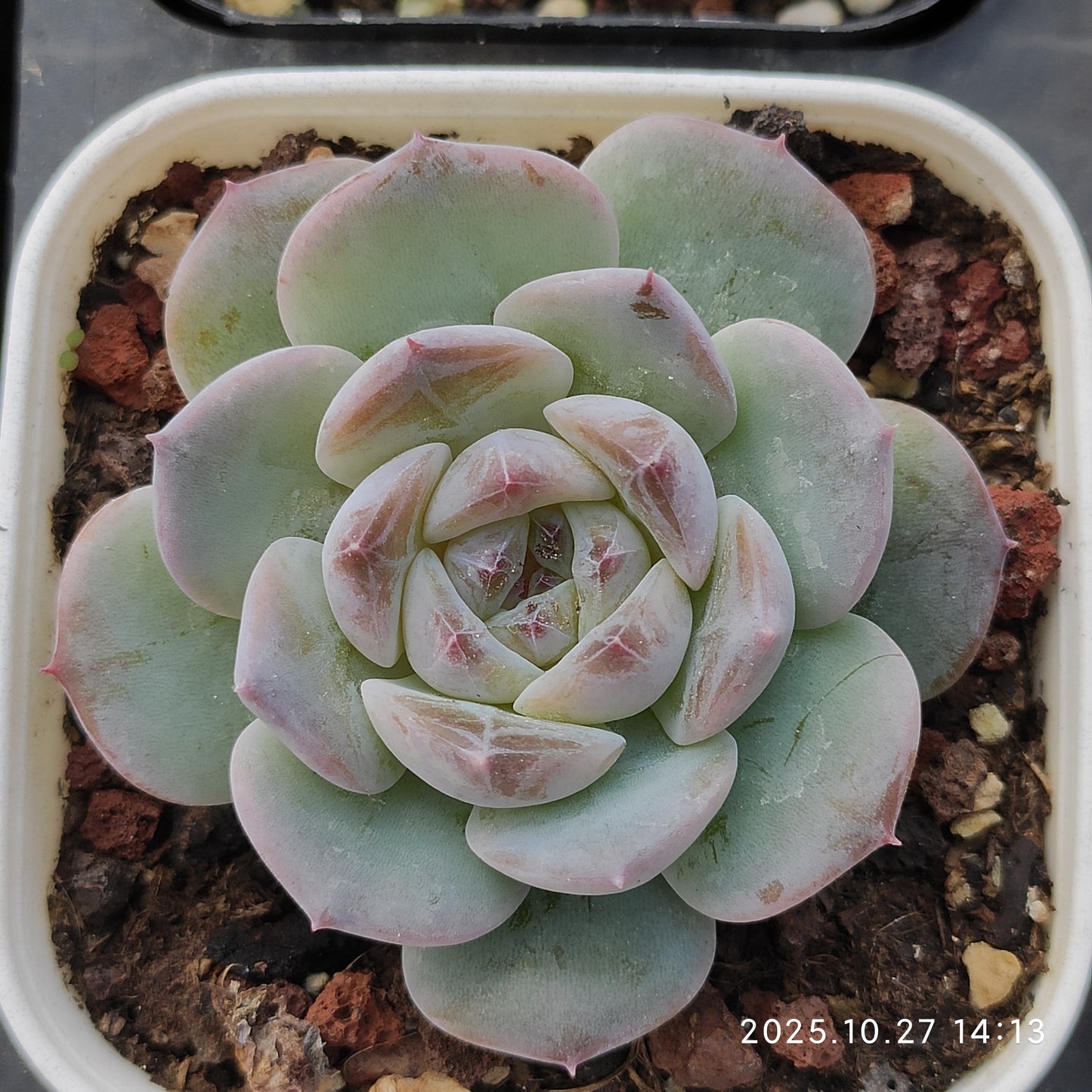 HG144 キャンディ　ハートHyb（7cm pot）