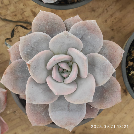 ZX340 サクラスノー（9cm pot）