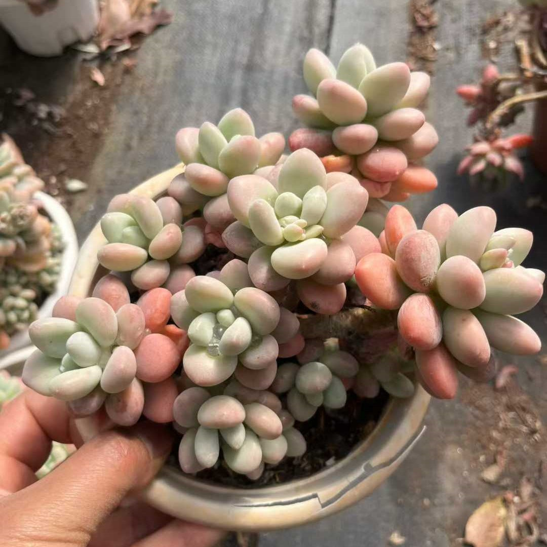 26177 レジェンド