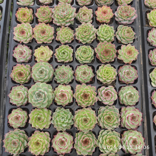 LB025 ローズ　クィーンHyb（3cm pot）