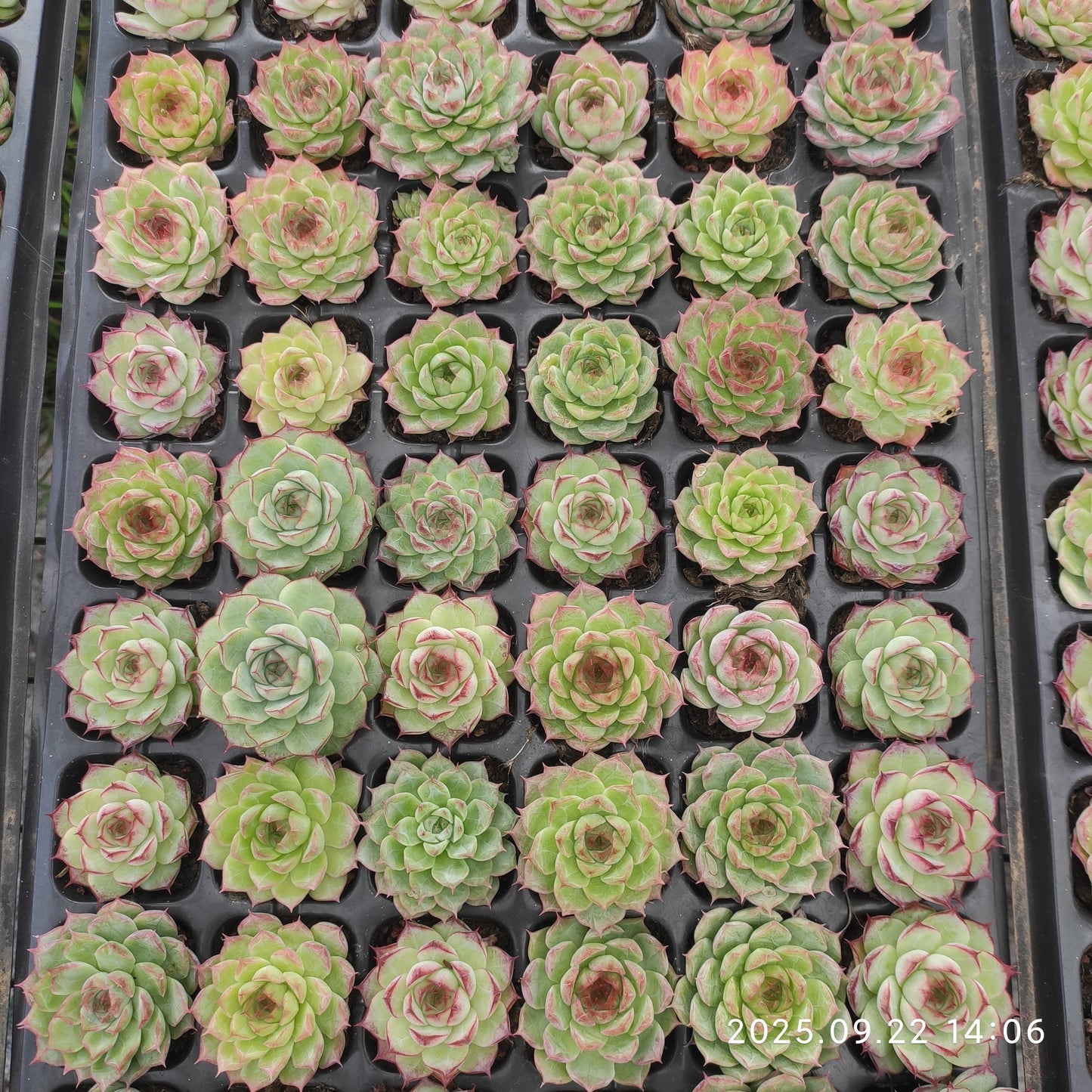 21719  ローズ　クィーンHyb（3cm pot）（ポット苗）