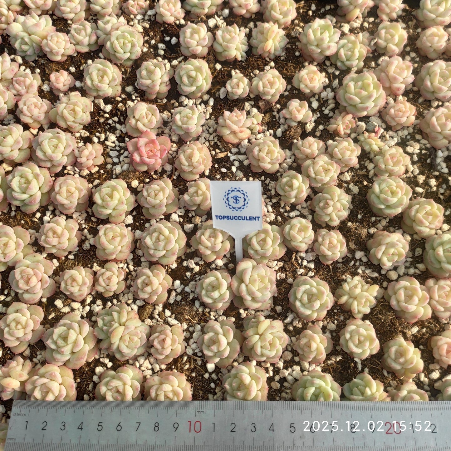 23047 アイス　グリーンHyb（ポット苗）