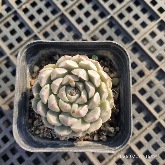 HH079 メキシコミニマ （6.5cm pot）