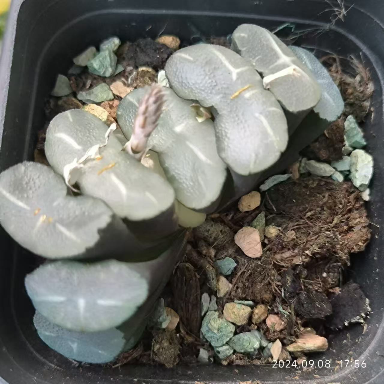 13180 大久保玉扇