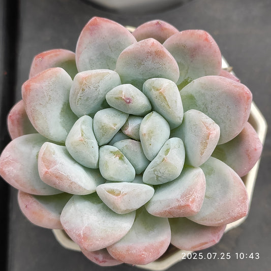 NGN275 アイスドール（7cm pot）