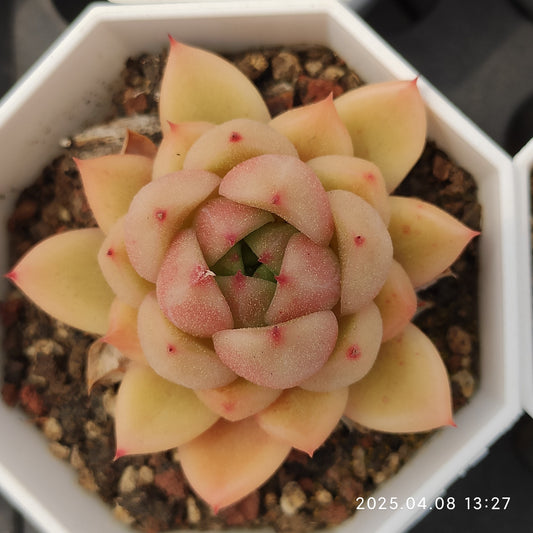 WWA241 クリアスカイジェニー（7cm pot）