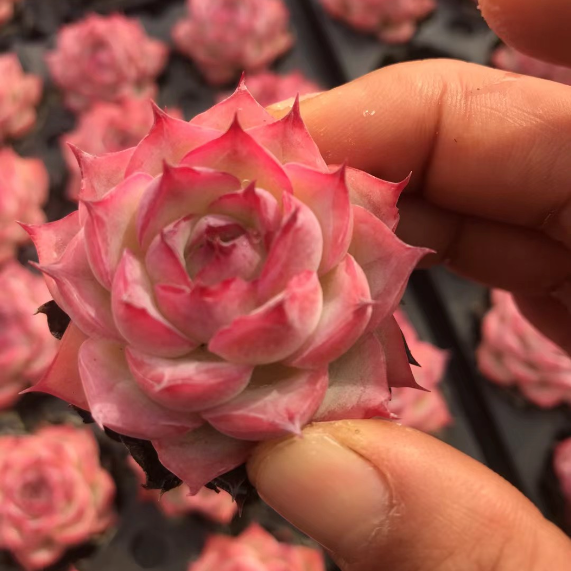 23898 シルエット