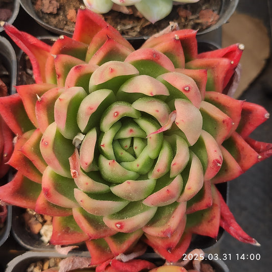 DWZ021 カリスト （6cm pot）