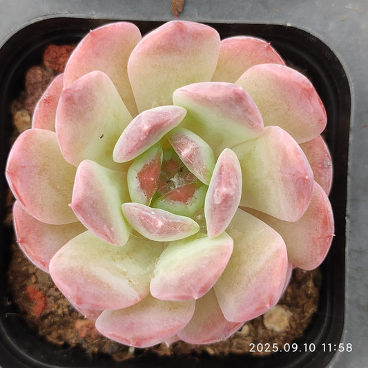 HG079 アメイジング　グレース x スター　マーク（7cm pot）