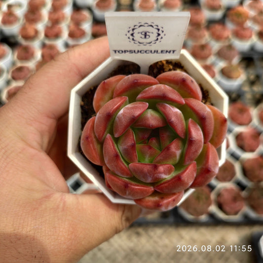 14240 レッド　モンロー