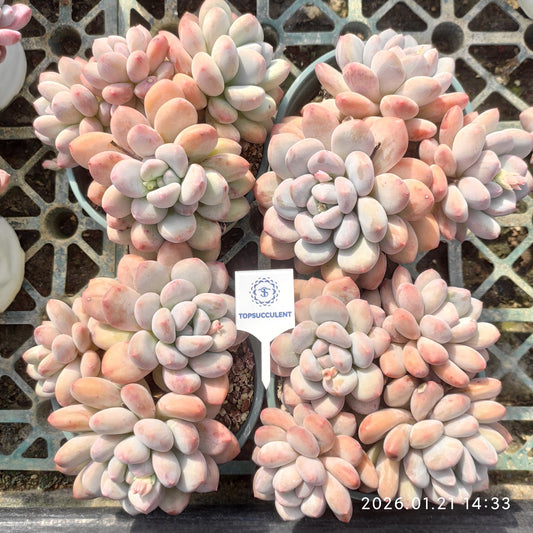 22526 フレーベル