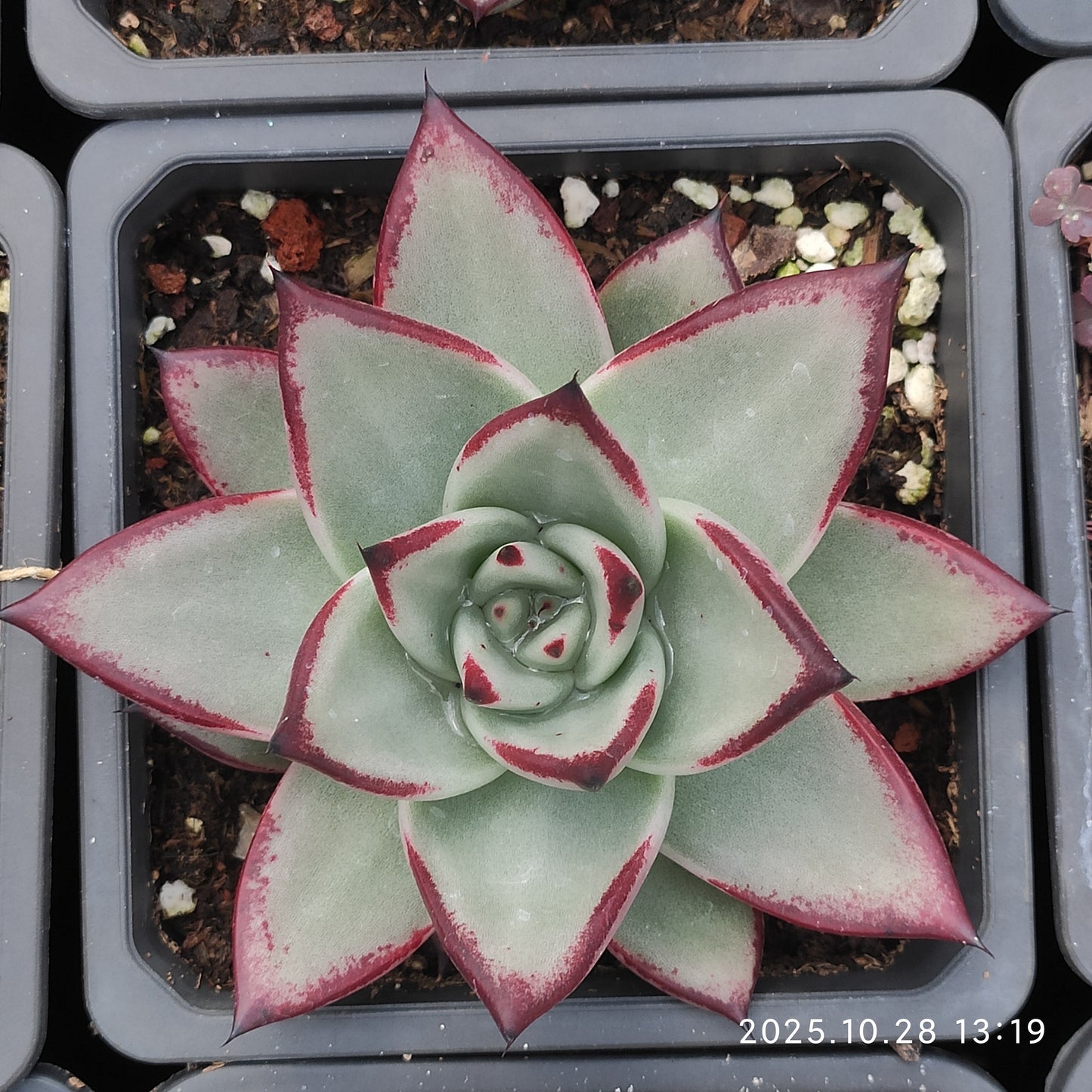 DQ192 エボニー（12cm pot）