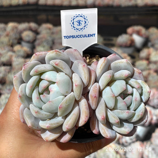 25648 オレンジモンロー