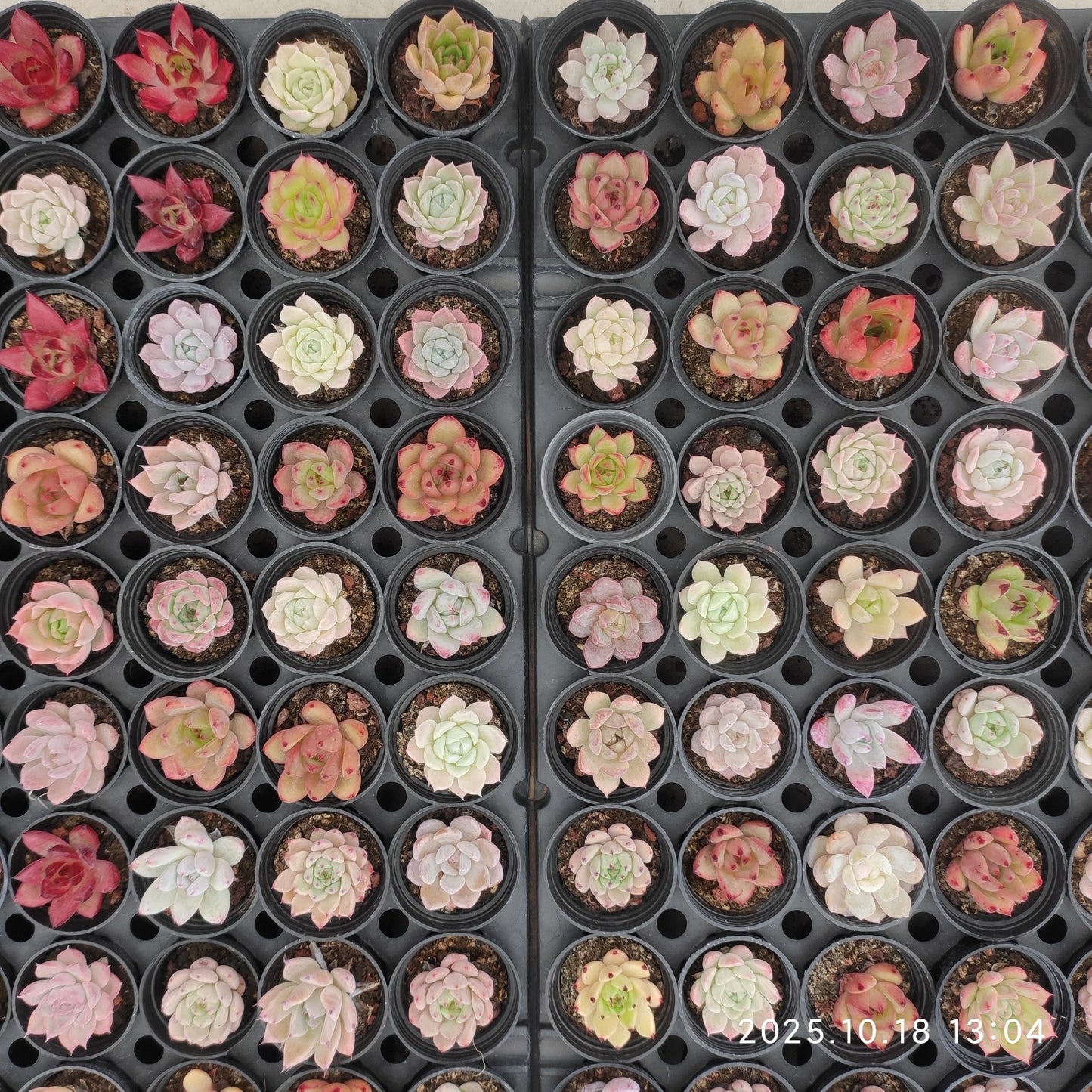 YBB365 ミックス苗（5cm pot）