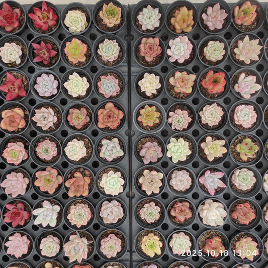 YBB365 ミックス苗（5cm pot）