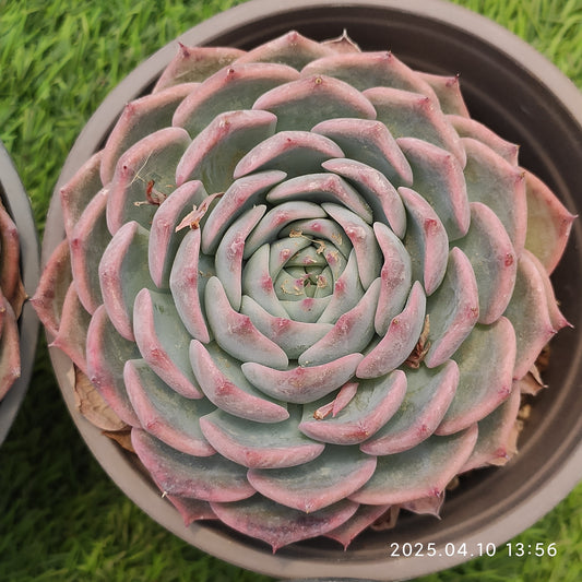 NGN288 パイレーツ/海賊（12cm pot）